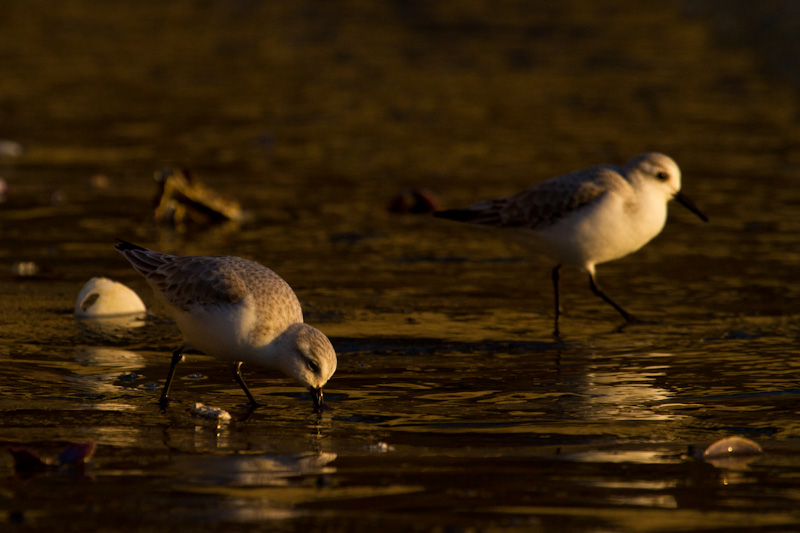 Western Sandpipers