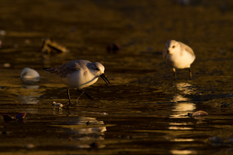 Western Sandpipers