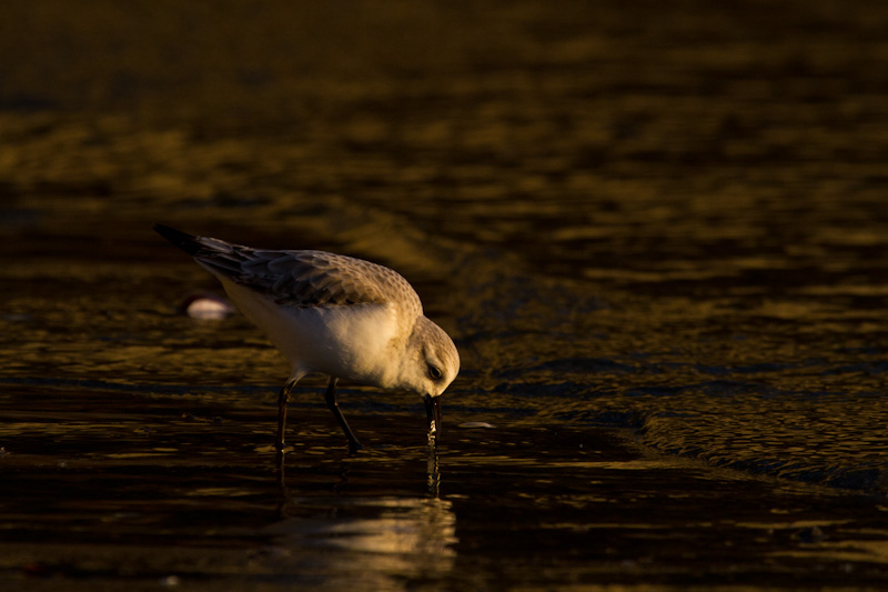 Western Sandpiper