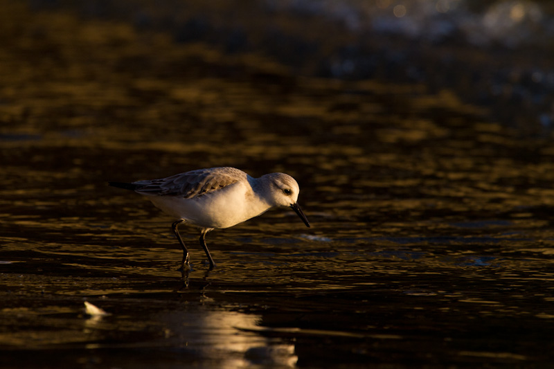 Western Sandpiper