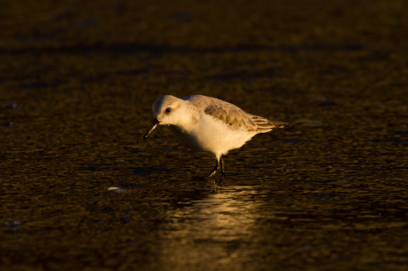 Western Sandpiper