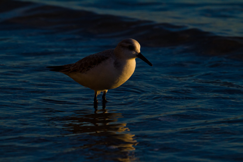 Western Sandpiper