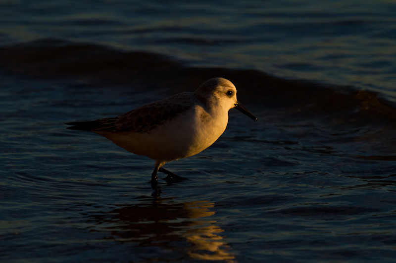 Western Sandpiper