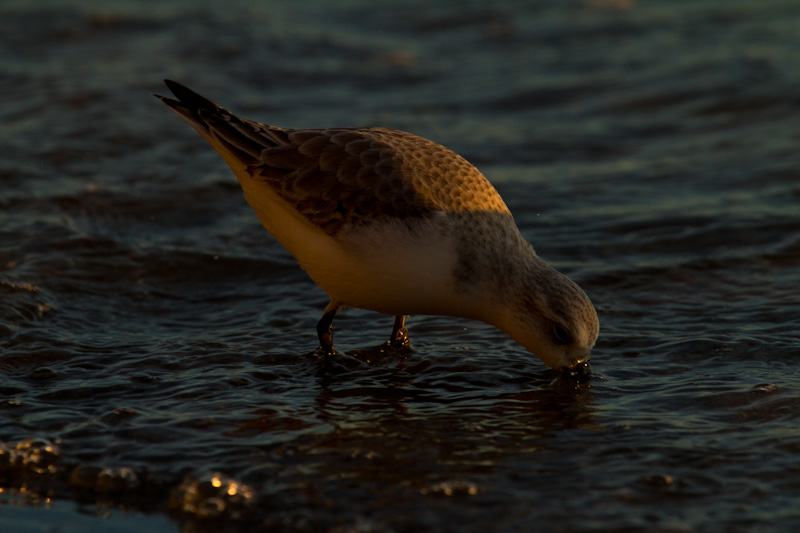 Western Sandpiper