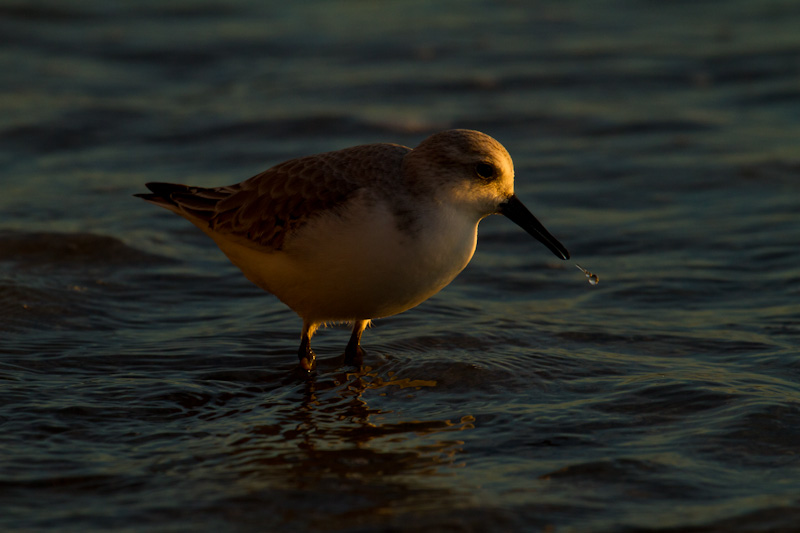 Western Sandpiper