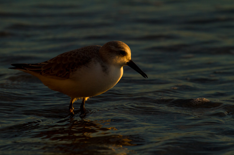 Western Sandpiper