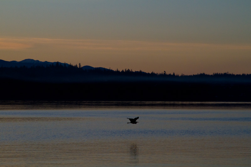 Great Blue Heron In Flight At Sunset