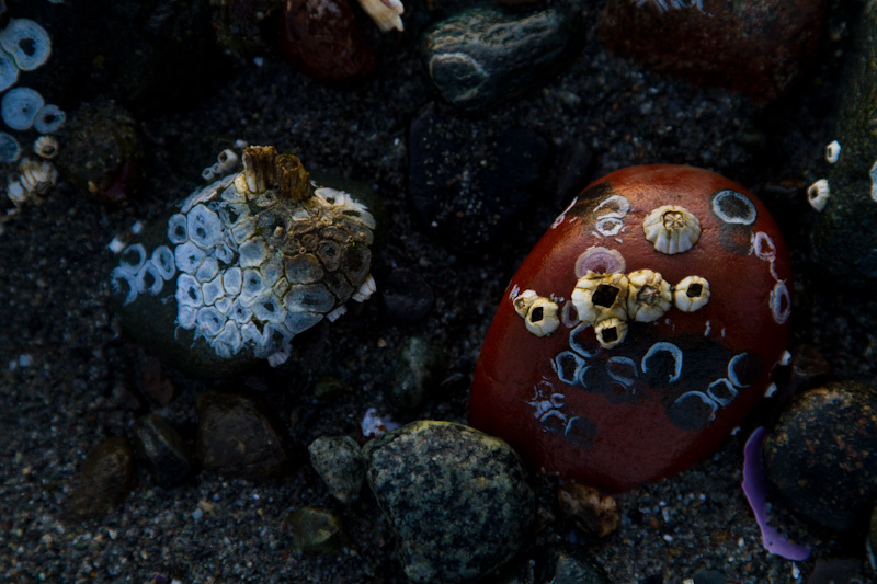 Acorn Barnacles On Rock