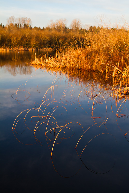 Reeds At Sunrise