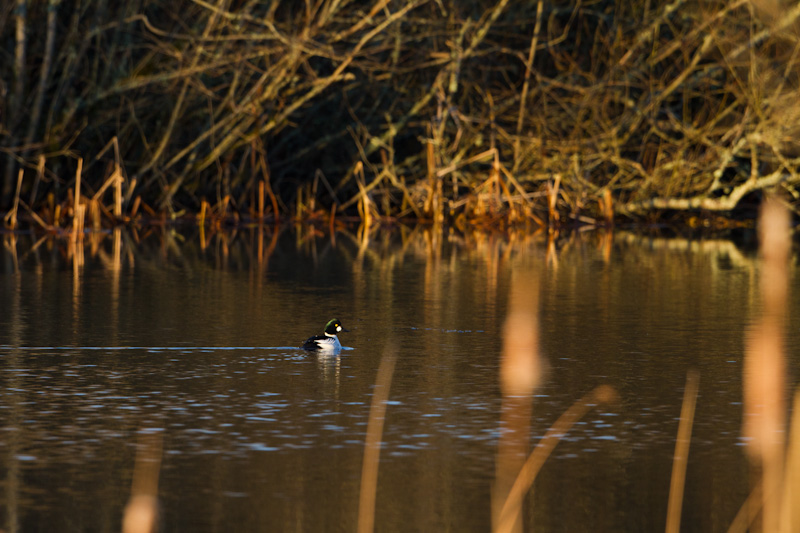 Common Goldeneye