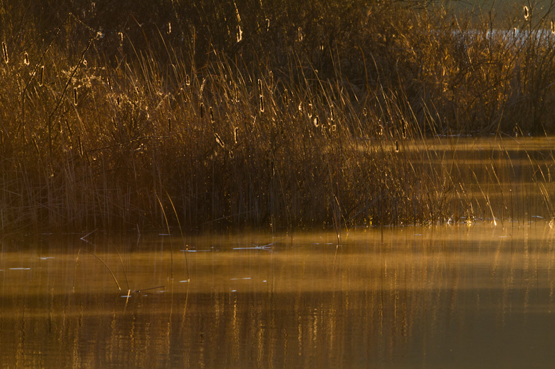 Reeds At Sunrise