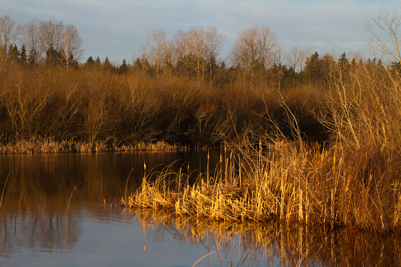 Reeds At Sunrise