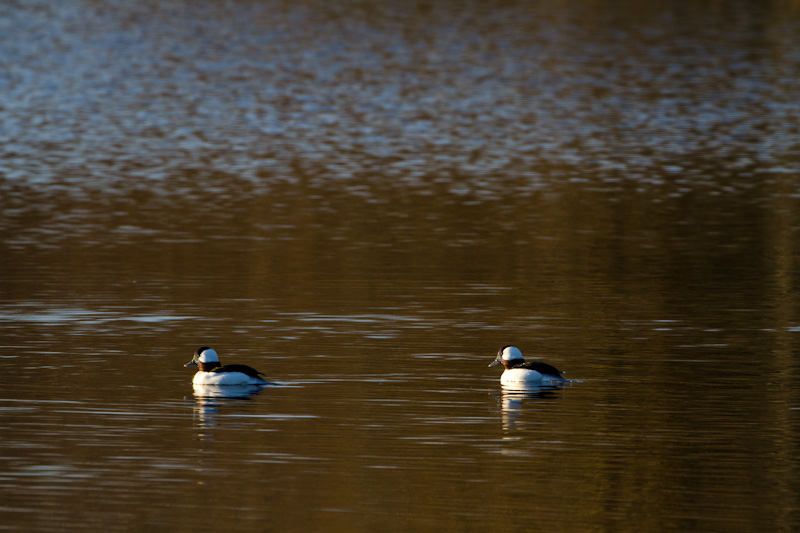 Buffleheads