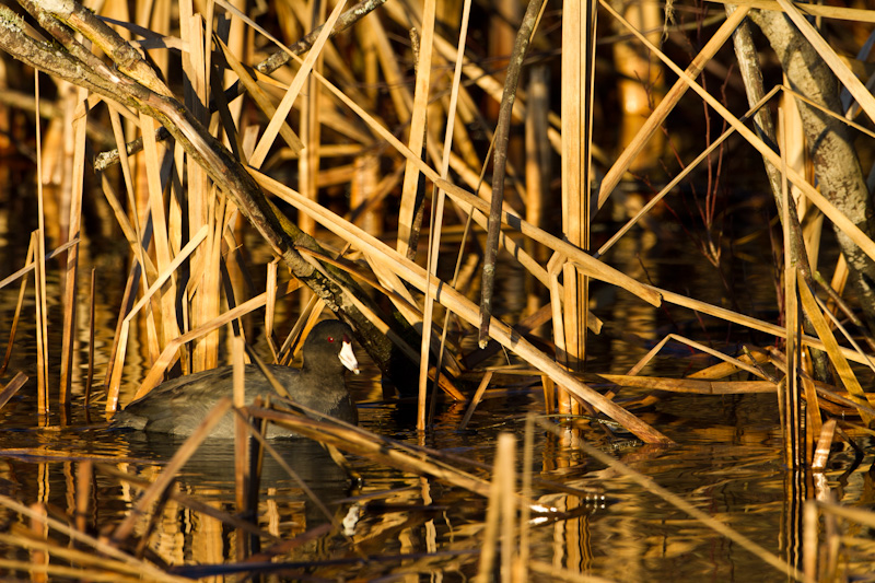 American Coot