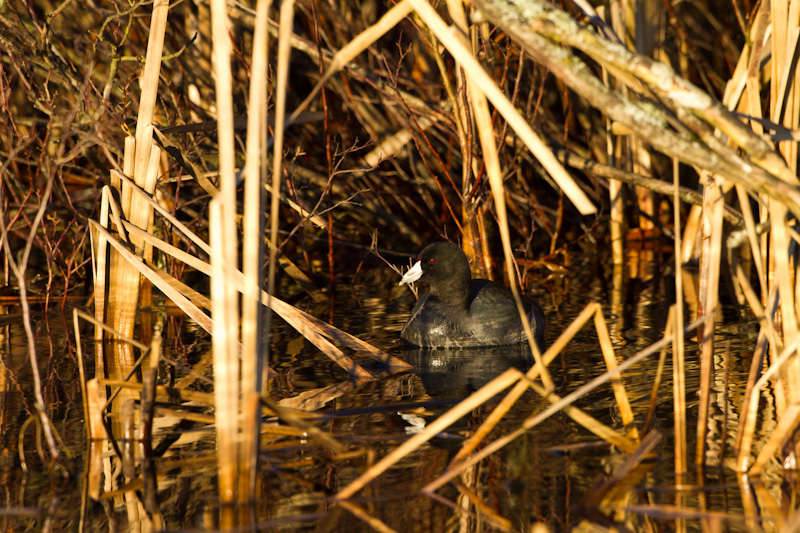 American Coot