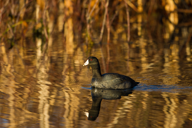 American Coot