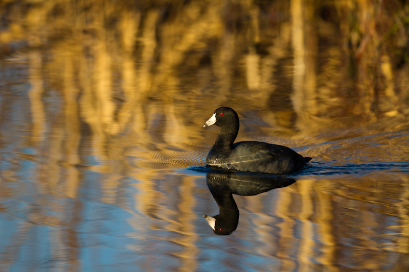 American Coot