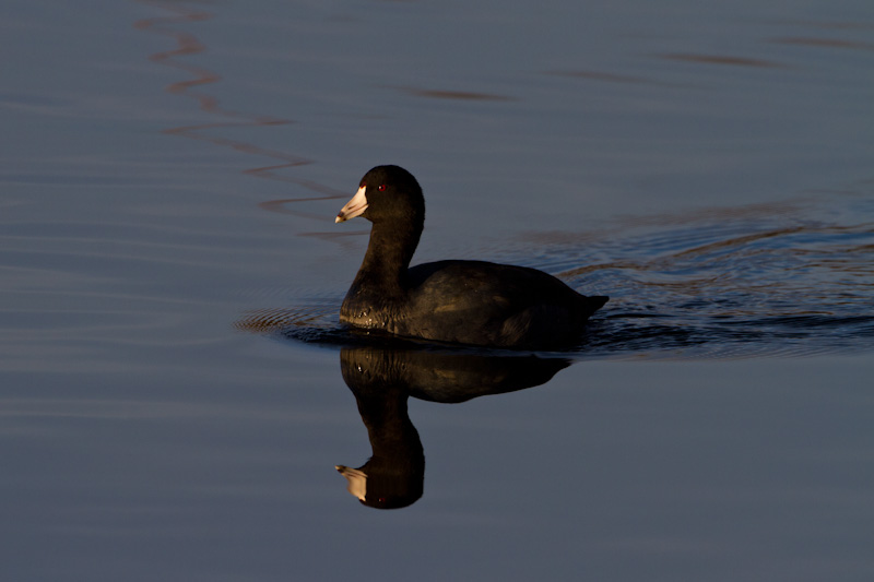 American Coot