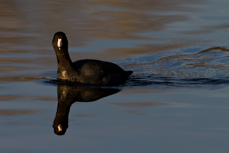 American Coot