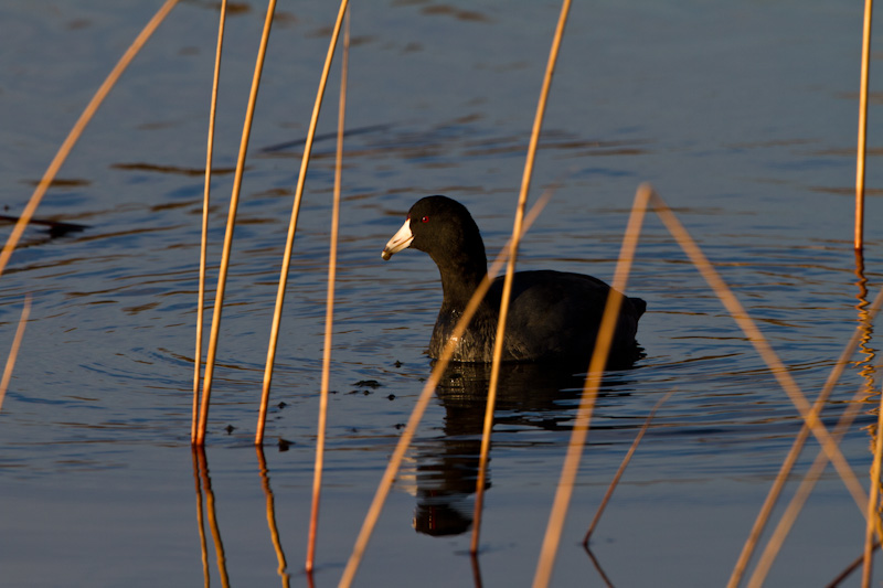 American Coot