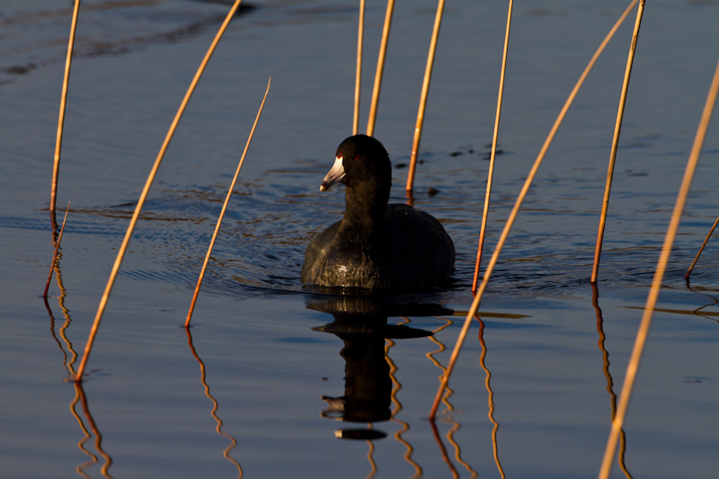 American Coot