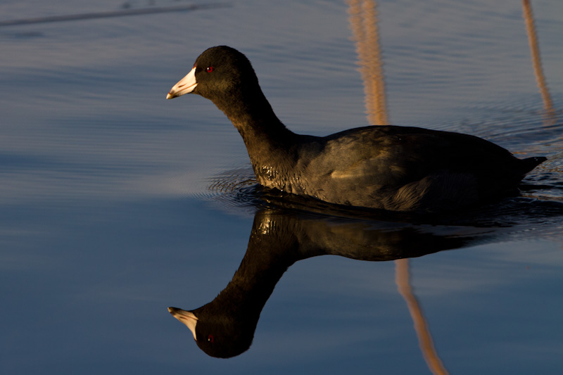 American Coot