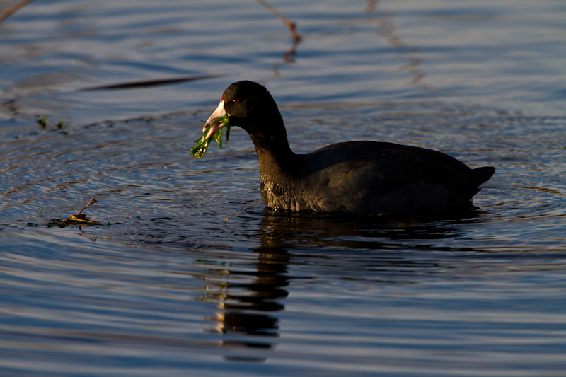 American Coot