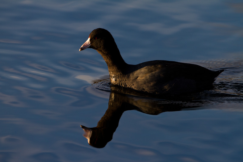 American Coot