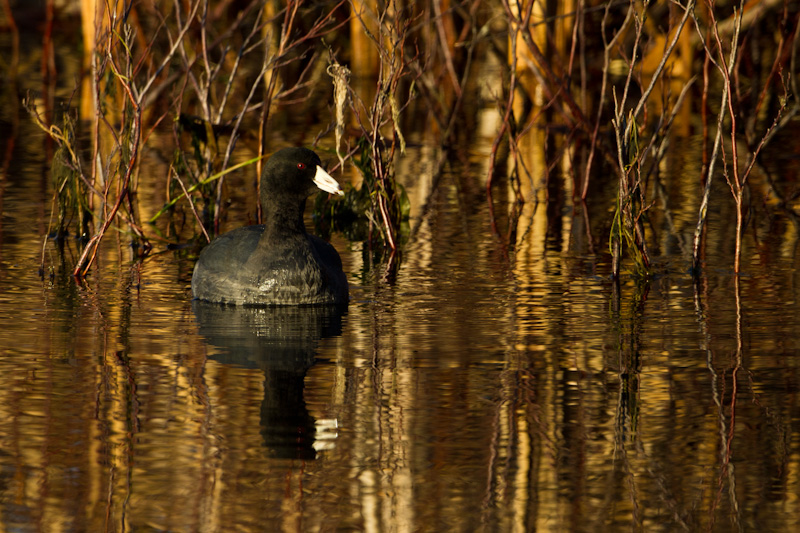 American Coot