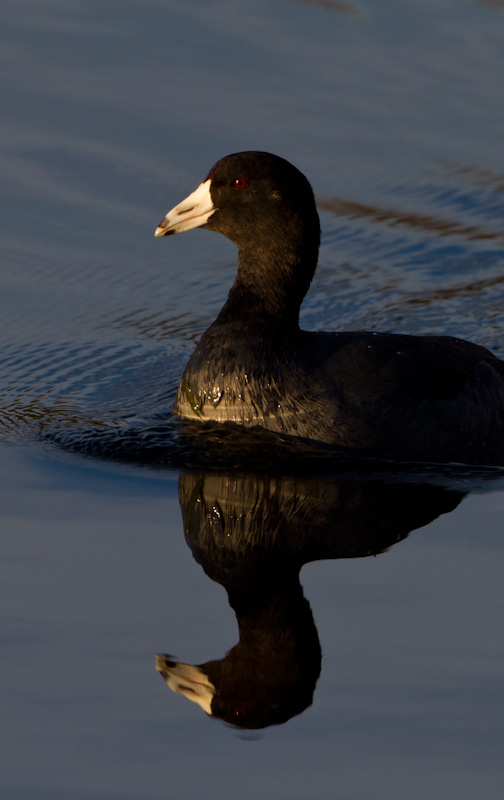 American Coot