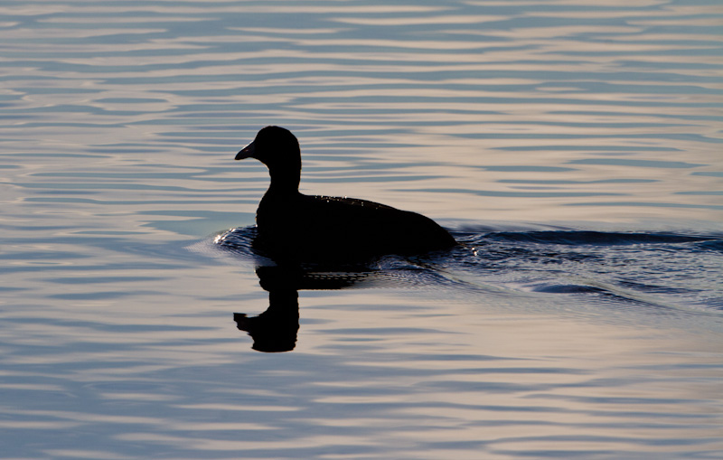 American Coot