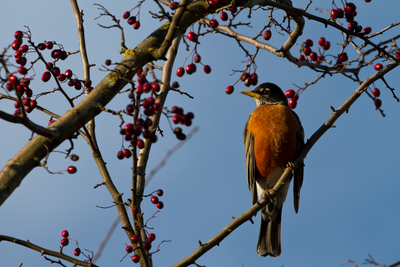 American Robin