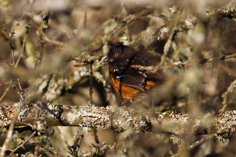 Spotted Towhee