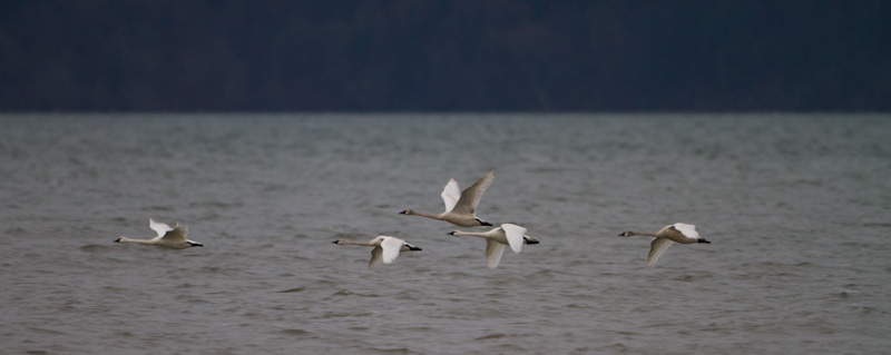 Tundra Swans In Flight