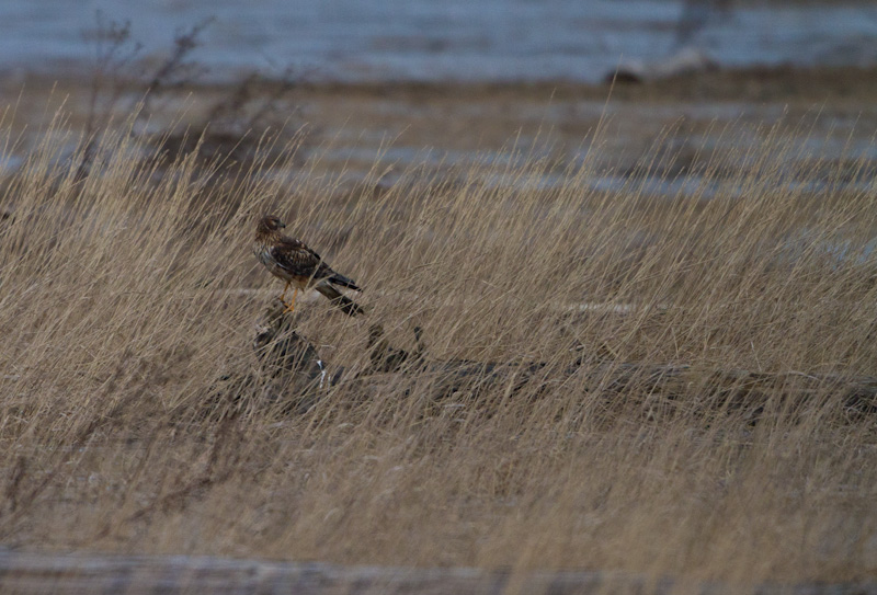 Northern Harrier