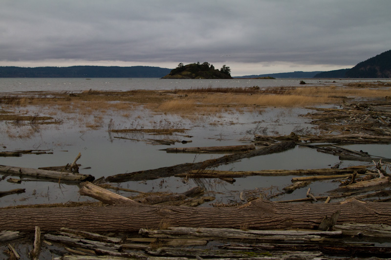 Tidal Marsh