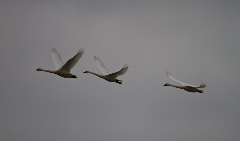 Tundra Swans In Flight