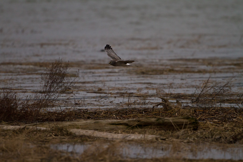 Northern Harrier In Flight