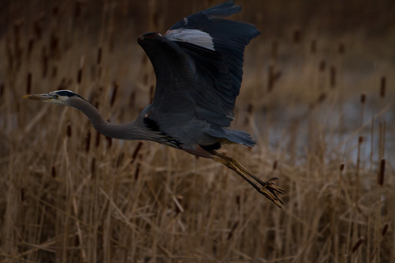 Great Blue Heron In Flight