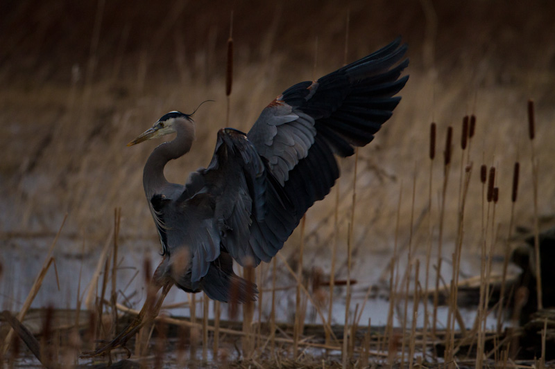 Great Blue Heron