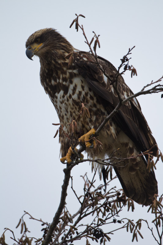 Juvenile Bald Eagle