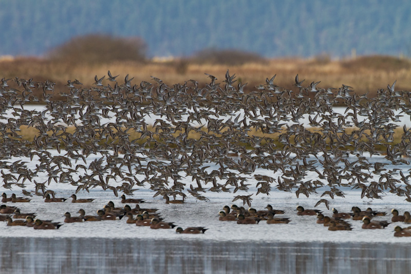 Dunlin In Flight