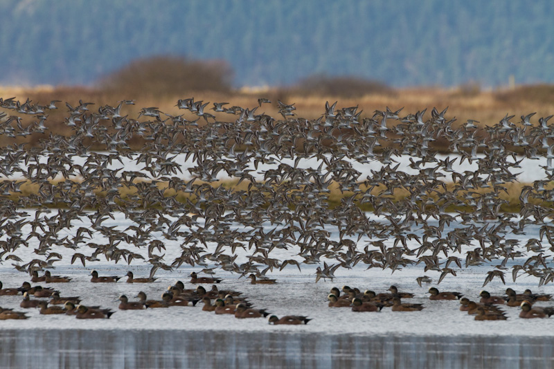 Dunlin In Flight