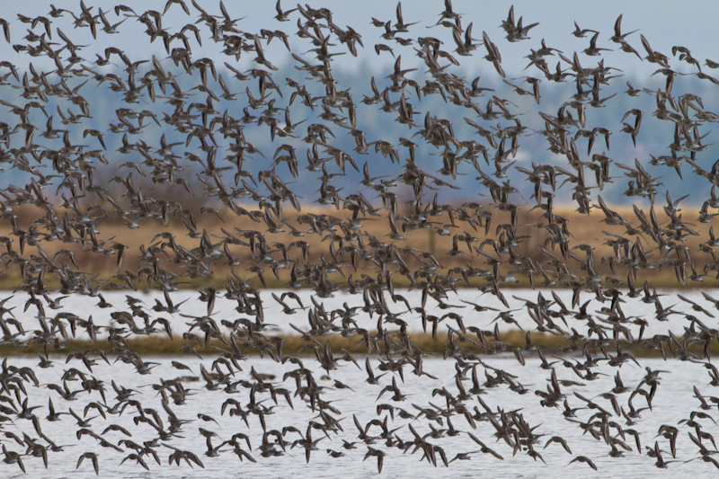 Dunlin In Flight