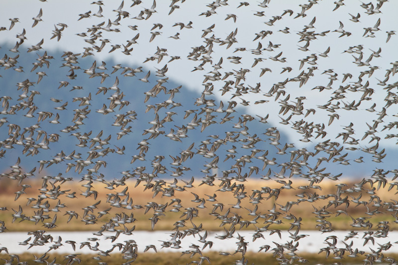 Dunlin In Flight