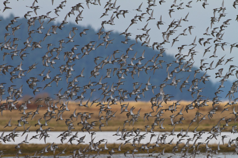 Dunlin In Flight