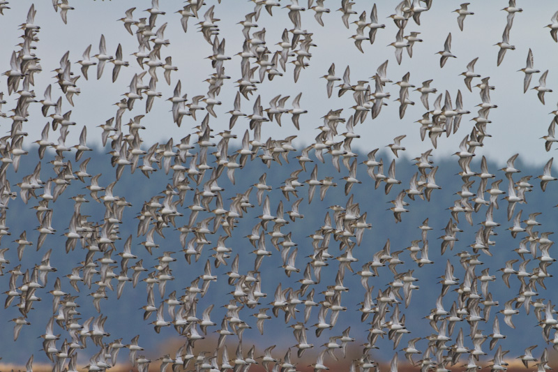 Dunlin In Flight