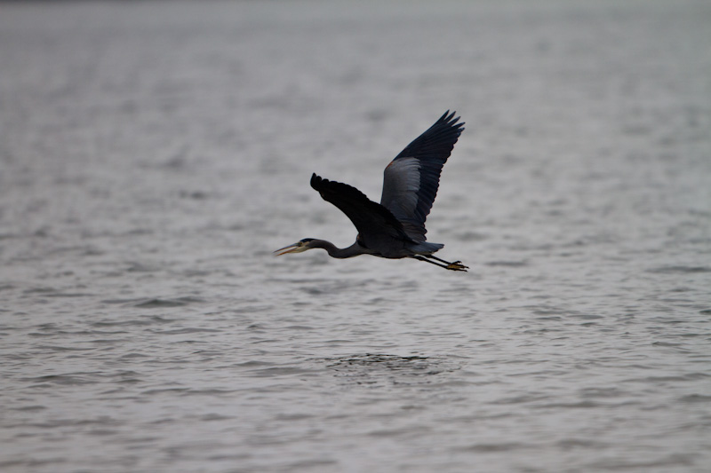 Great Blue Heron In Flight