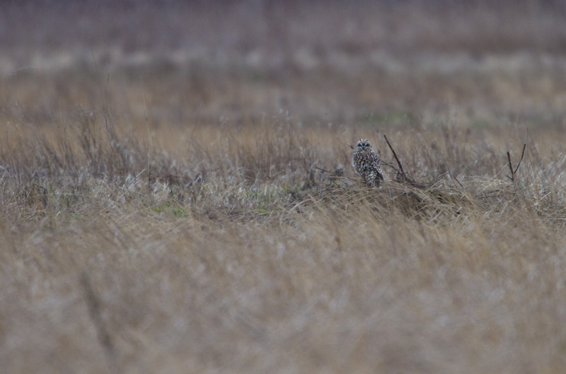 Short-Eared Owl