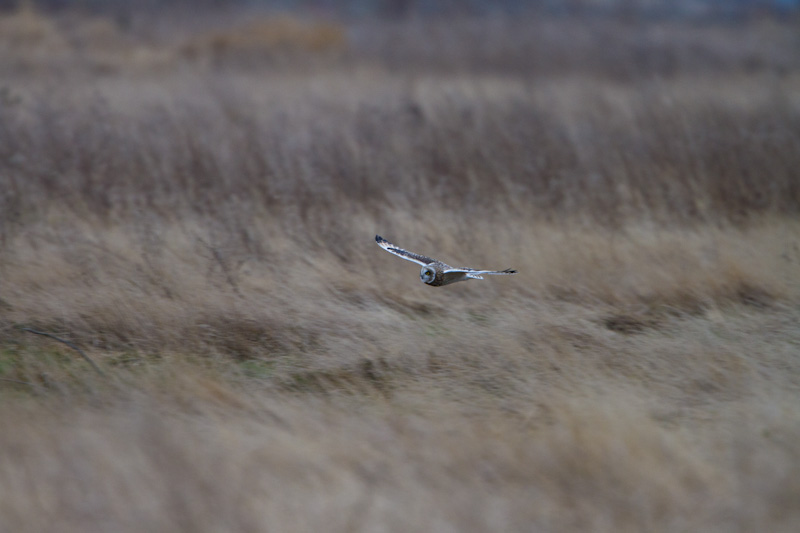 Short-Eared Owl In Flight